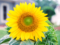Sunflower #1, 35 Portra 800