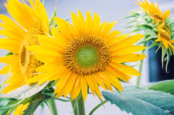Sunflower #2, 35 Portra 800