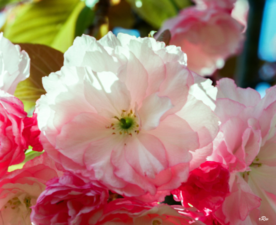 1:1 Macro Cherry Blossom - Med Format, 120 Ektar 100
