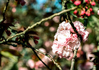 Cherry Blossom #1, 35mm Kodak Portra 160