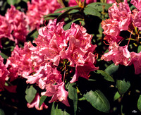 Rhododendron #1, 120 Fuji Provia 100